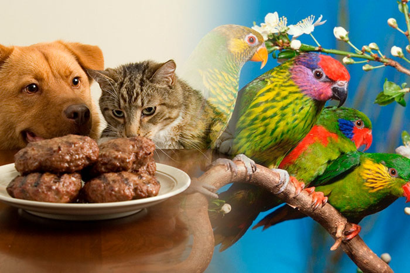 aromas para uso em pet e pharma foods